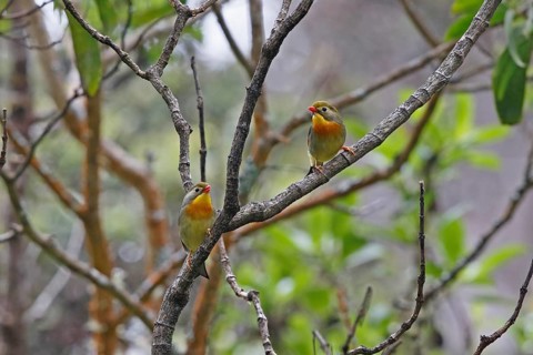 Red-billed Leiothrix, Leiothrix lutea