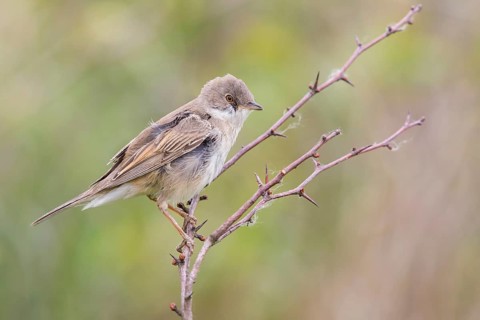 Common Whitethroat (Sylvia communis) male perched on a twig, Poland
