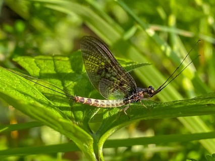 Green drake (Ephemera danica) or mayfly, Liederbach, Dillendorf, Rhineland-Palatinate, Germany