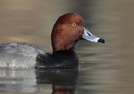 Redhead (Aythya americana) male, Ohio, USA