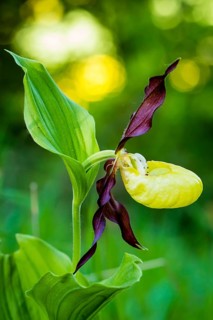 Orchid, Orchids, Lady's slipper, (Cypripedium calceolus), Lower Saxony, Federal Republic of Germany
