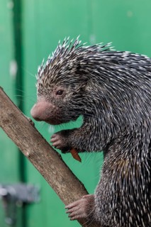 Porcupine sitting in a tree at the Chattanooga Zoo in Chattanooga, Tennessee, USA
