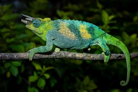 Three-horned chameleon (Trioceros jacksonii), male, Bwindi Impenetrable Forest National Park,