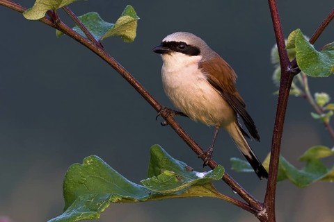 Red-backed Shrike (Lanius collurio) male, Saxony-Anhalt, Germany