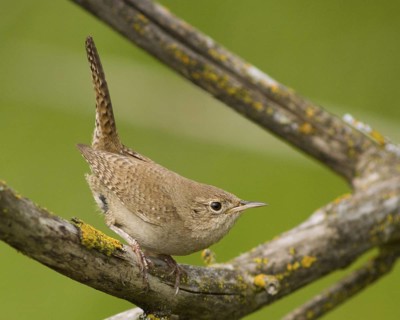 House Wren (Troglodytes aedon)
