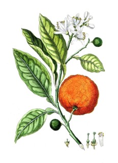 Citrus aurantinus, Citrus sinensis, orange, digital reproduction of a historical model, between