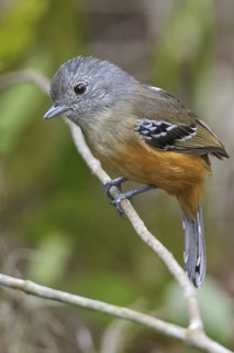 Variable Antshrike (Thamnophilus caerulescens) perched on a branch in Bolivia, South America
