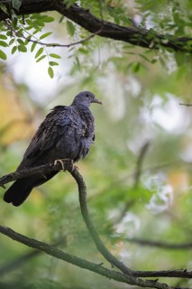 African Olive Pigeon (Columba arquatrix) perched on a branch, Gauteng, South Africa