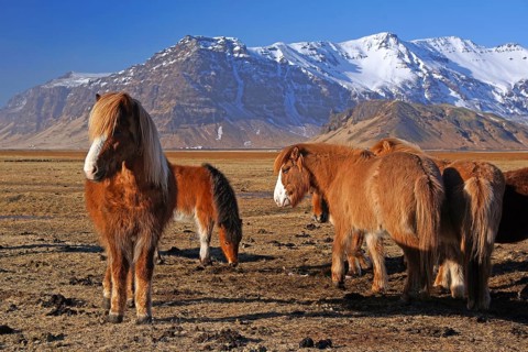 Iceland, Europe, Icelandic horses on Heimaway, volcanic island, (Equus ferus caballus), Heimaway