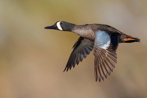 Blue-winged Teal (Anas discors) flying above pond in Manitoba, Canada