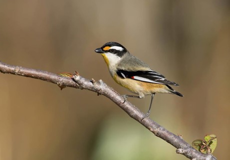 Black-headed Pardalote (Pardalotus striatus melanocephalus) male, Queensland, Australia
