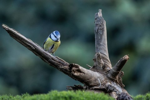 Blue tit (Parus caerulea), Emsland, Lower Saxony, Germany