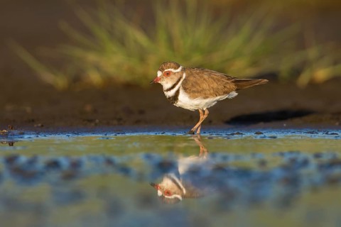 Three-banded Plover (Charadrius tricollaris) foraging in the mud, Lake Natron, Tanzania