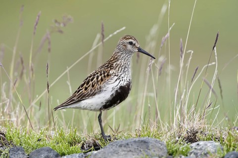 Dunlin (Calidris alpina), Iceland