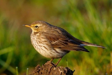 Meadow Pipit (Anthus pratensis), North Rhine-Westphalia, Germany