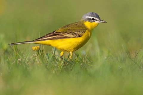 Wiesenschafstelze, Schafstelze, Blue-headed Yellow Wagtail, Motacilla flava flava, Bergeronnette