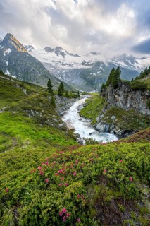 Mountain landscape with blooming alpine roses, mountain stream Zemmbach and mountain hut Berliner