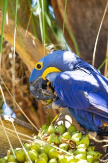 Hyacinth Macaw (Anodorhynchus hyacinthinus) Pantanal Brazil