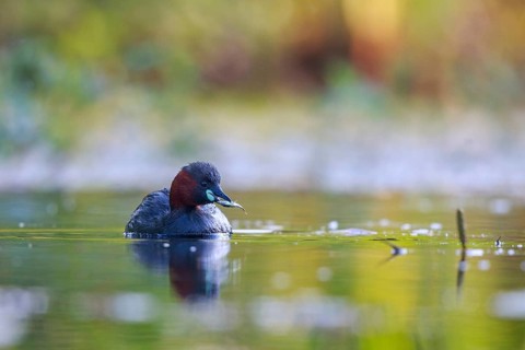 Little Grebe (Tachybaptus ruficollis) with fish in beak, North Rhine-Westphalia, Germany