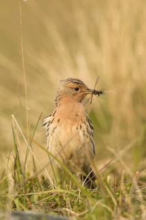Red-throated Pipit (Anthus cervinus) with insects in its beak, Norway