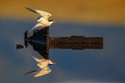 Common Tern (Sterna hirundo), Greece