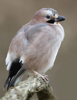 Eurasian Jay (Garrulus glandarius), Asturias, Spain