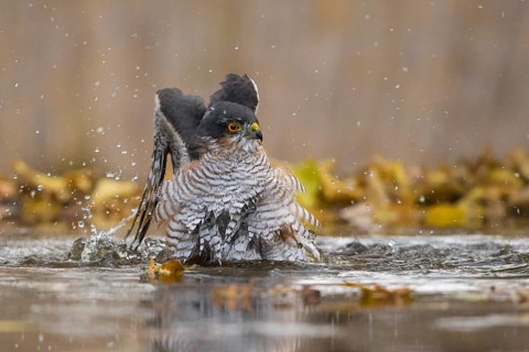 Eurasian Sparrowhawk (Accipiter nisus) male bathing at a waterhole, Subotica, Serbia