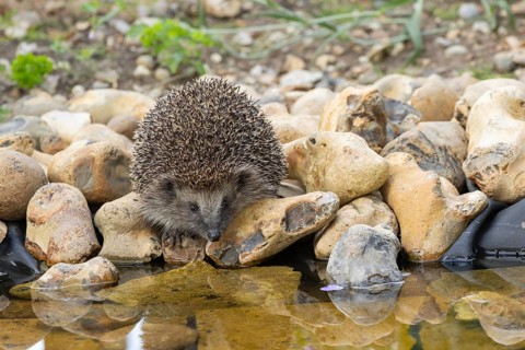 European hedgehog (Erinaceus europaeus) adult animal on the edge of a garden pond in the summer,