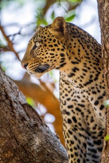 Leopard (Panthera pardus), Kenya, Kenya