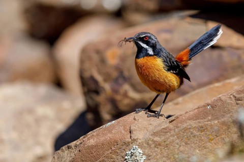 Orange-breasted Rockjumper, (Chaetops aurantius), Africa, South Africa, KwaZulu-Natal, Underberg
