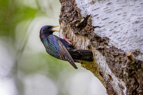 Common starling, European starling (Sturnus vulgaris) adult in breeding plumage at nest hole in