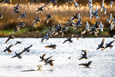 Eurasian Wigeon, Mareca penelope, birds in flight over marshes in Devon, England, United Kingdom