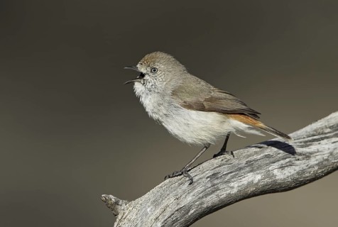 Chestnut-rumped Thornbill (Acanthiza uropygialis) singing, Victoria, Australia