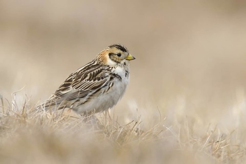 Lapland Longspur (Calcarius lapponicus), Alaska, USA