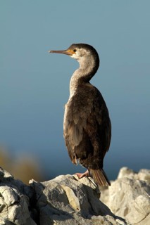 Spotted Shag (Phalacrocorax punctatus) juvenile, Kaikoura Peninsula, South Island, New Zealand