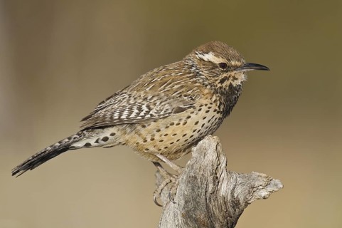 Cactus Wren (Campylorhynchus brunneicapillus), Arizona, USA