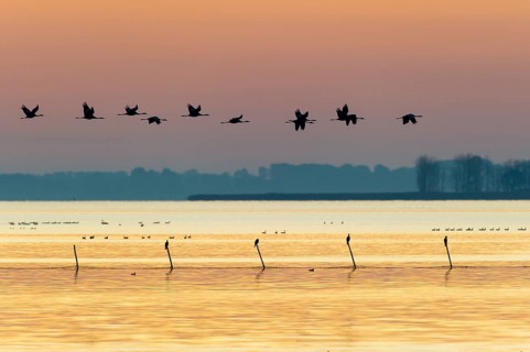 Common Crane (Grus grus), Mecklenburg-Western Pomerania, Germany