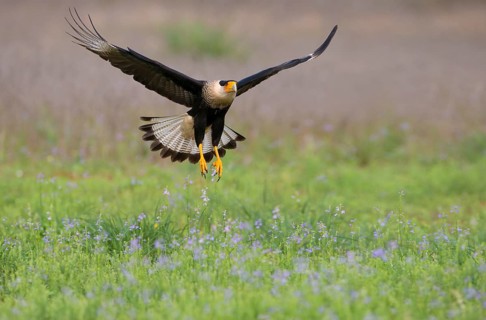 Crested Caracara (Caracara cheriway)