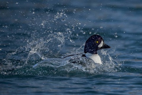 Barrow's Goldeneye (Bucephala islandica) male, Alaska, USA