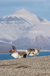 Svalbard reindeers (Rangifer tarandus platyrhynchus), male, bull with blood-red velvet antlers,