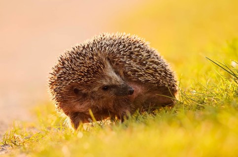 Brown-breasted hedgehog or Western European hedgehog (Erinaceus europaeus), North Rhine-Westphalia,