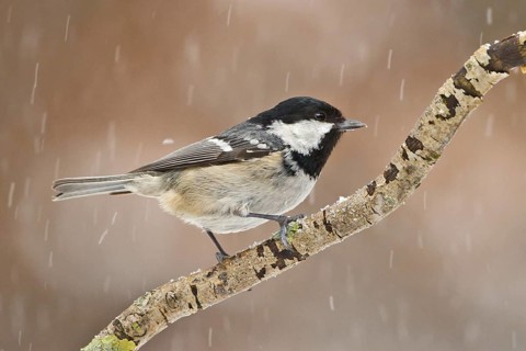 Coal Tit (Periparus ater), Utrecht, Netherlands