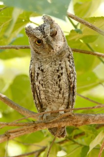 African Scops Owl (Otus senegalensis), Kruger National Park, South Africa