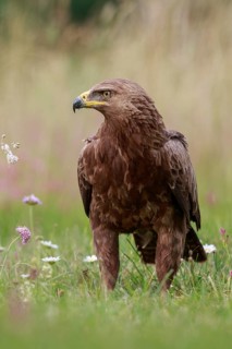 Lesser Spotted Eagle (Clanga pomarina) on grassland, Poland