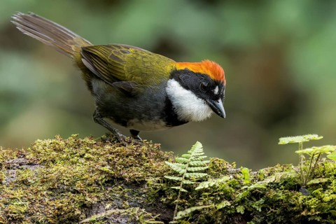 Chestnut-capped Brush-Finch (Arremon brunneinucha) perched on a branch in Colombia, South America