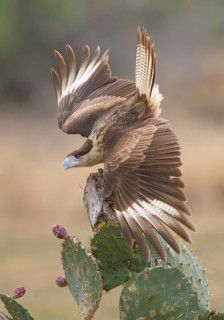 Northern Crested Caracara (Caracara cheriway), Texas, USA