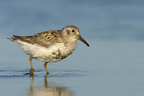 Rock Sandpiper (Calidris ptilocnemis), Alaska, USA