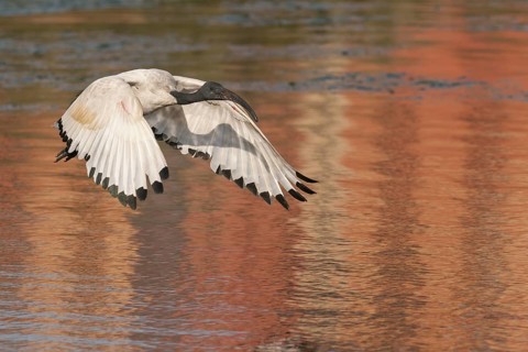 African Sacred Ibis (Threskiornis aethiopicus) flying, Western Cape, South Africa