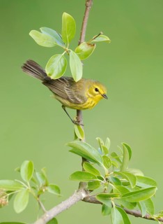Prothonotary Warbler (Protonotaria citrea) perched on a twig, Texas, USA