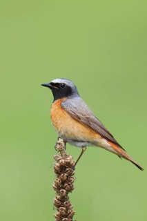 Common Redstart (Phoenicurus phoenicurus) male, Berlin, Germany